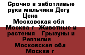 Срочно в заботливые руки мальчика Дегу › Цена ­ 1 000 - Московская обл., Москва г. Животные и растения » Грызуны и Рептилии   . Московская обл.,Москва г.